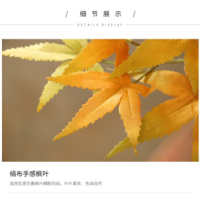 乔木类-红枫